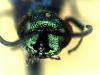 Chrysis corusca